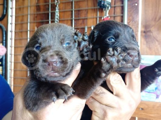Muhteşem Labrador A Kali̇te Yavrularimiz görsel