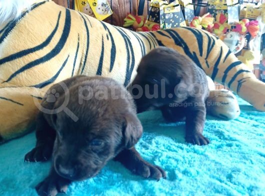 Muhteşem Labrador A Kali̇te Yavrularimiz görsel