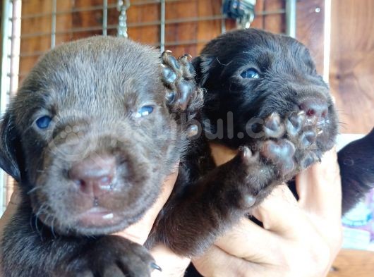 Muhteşem Labrador A Kali̇te Yavrularimiz görsel