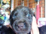 Muhteşem Labrador A Kali̇te Yavrularimiz