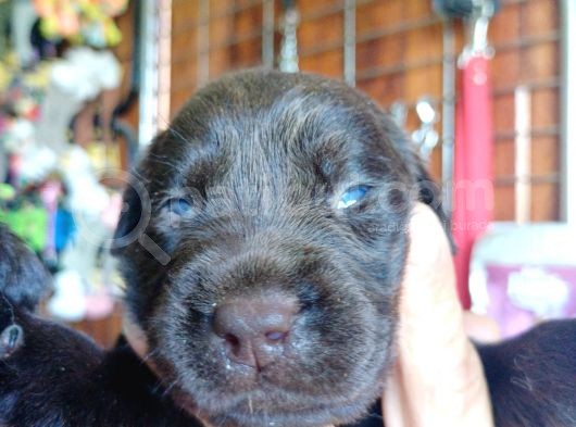 Muhteşem Labrador A Kali̇te Yavrularimiz görsel