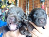 Muhteşem Labrador A Kali̇te Yavrularimiz