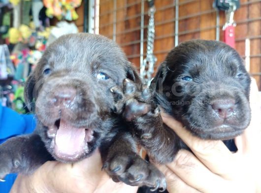 Muhteşem Labrador A Kali̇te Yavrularimiz görsel