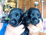 Muhteşem Labrador A Kali̇te Yavrularimiz