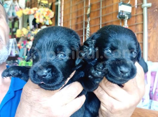 Muhteşem Labrador A Kali̇te Yavrularimiz görsel
