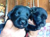 Muhteşem Labrador A Kali̇te Yavrularimiz