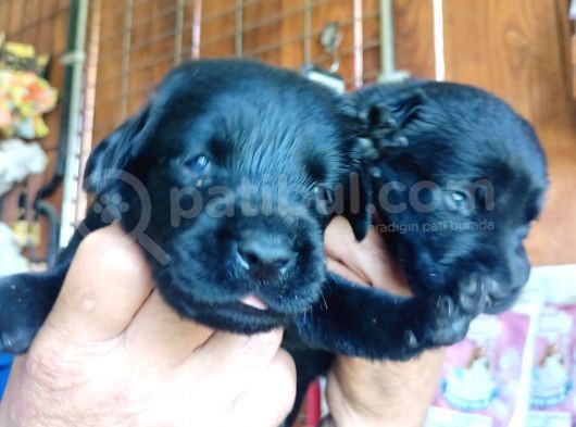 Muhteşem Labrador A Kali̇te Yavrularimiz görsel