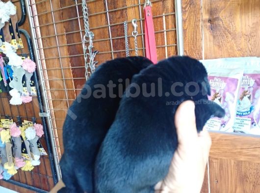 Muhteşem Labrador A Kali̇te Yavrularimiz görsel
