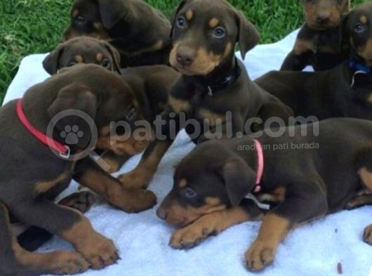 Kalite Arayanlara Son İki Kızıl Erkek görsel