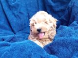 POODLE AYARINDA SEVİMLİ MALTIPOO BEBEKLERİMİZ