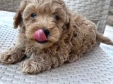 Poodle Ayarinda Sevi̇mli̇ Maltipoo Bebekleri̇mi̇z