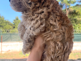 Poodle Ayarinda Sevi̇mli̇ Maltipoo Bebekleri̇mi̇z