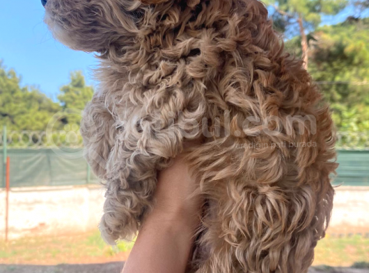 Poodle Ayarinda Sevi̇mli̇ Maltipoo Bebekleri̇mi̇z görsel