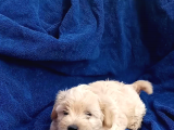 Poodle Ayarinda Sevi̇mli̇ Maltipoo Bebekleri̇mi̇z