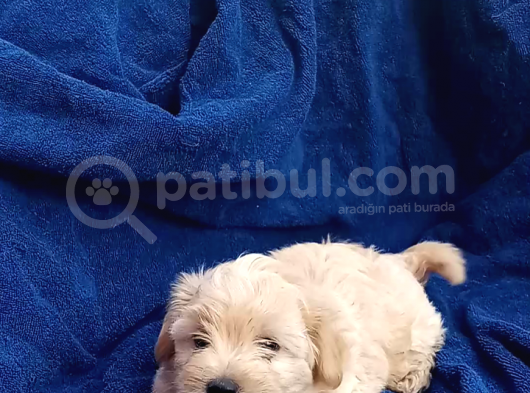 Poodle Ayarinda Sevi̇mli̇ Maltipoo Bebekleri̇mi̇z görsel