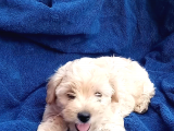 Poodle Ayarinda Sevi̇mli̇ Maltipoo Bebekleri̇mi̇z