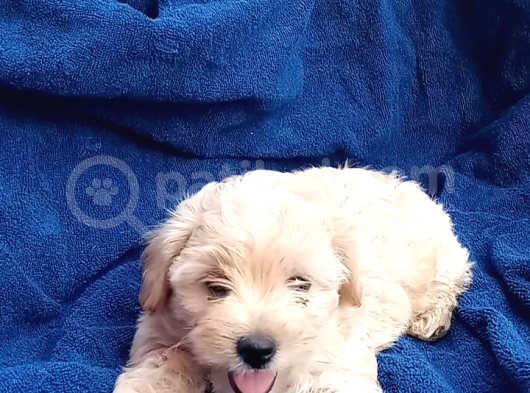 Poodle Ayarinda Sevi̇mli̇ Maltipoo Bebekleri̇mi̇z görsel