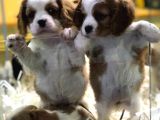 EFSANE KALITEDE CAVALIER YAVRULAR VONALP PET TORIUM SUBE GARANTISIYLE