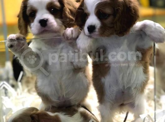 Efsane Kalitede Cavalier Yavrular Vonalp Pet Torium Sube Garantisiyle