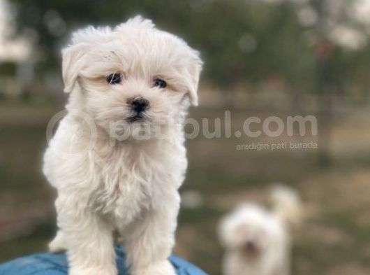 Safkan Maltese Terri̇er Yavrularim