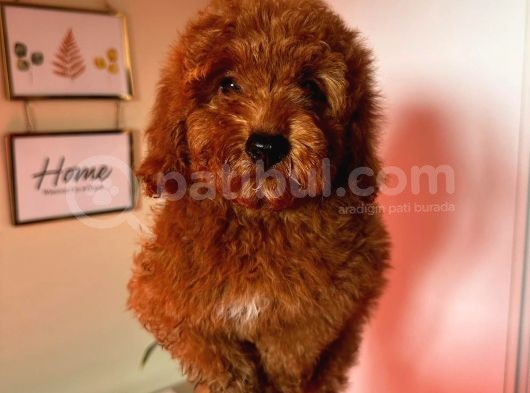 3 Aylik Di̇şi̇ Yavrum Redbrown görsel
