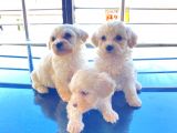 0 NUMARA Maltese terrier bebeklerimiz