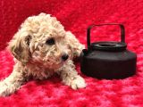 Irk Garantili Hipoalerjenik Toy Poodle Yavrular