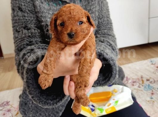 Irk Ve Sağlık Garantili Toy Poodle Bebekler görsel