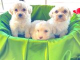 maltipoo yavrularımız