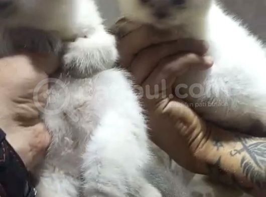 Kedileirmiz Erkek Dişi Mevcut  görsel