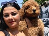 Safkan Toypoodle Yavrular