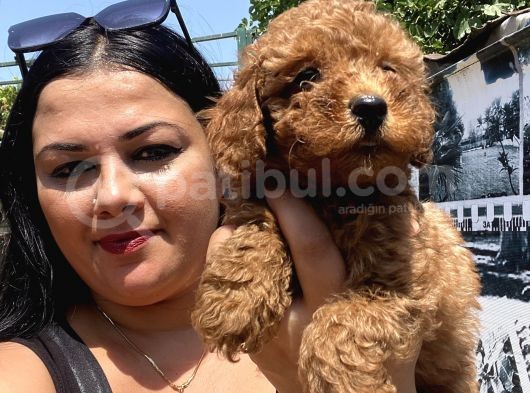 Safkan Toypoodle Yavrular görsel