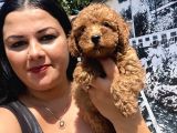 Safkan Toypoodle Yavrular