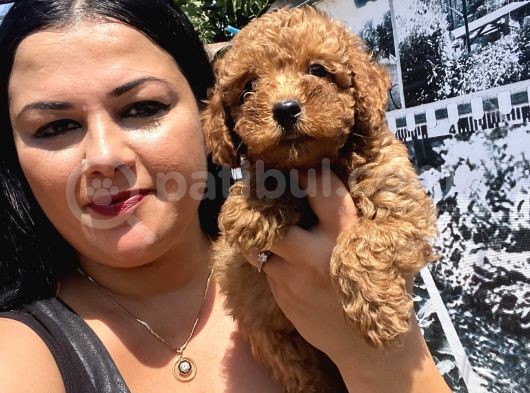 Safkan Toypoodle Yavrular görsel