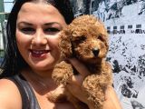 Safkan Toypoodle Yavrular