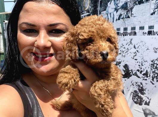 Safkan Toypoodle Yavrular görsel