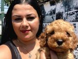 Safkan Toypoodle Yavrular