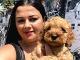 Safkan Toypoodle Yavrular