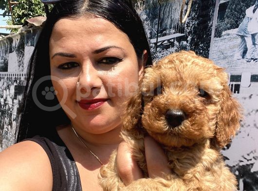 Safkan Toypoodle Yavrular görsel