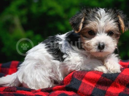 Sıfır Numara Kg Garantili Orjinal Morkie Yavrular görsel