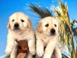 EFSANE BABYFACE GOLDEN YAVRULARIMIZ VONALP PET TORIUM GÜVENCESİYLE