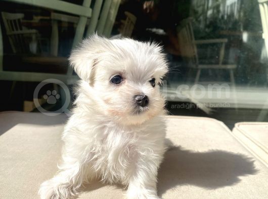 Mini Boy Maltese Kızımız