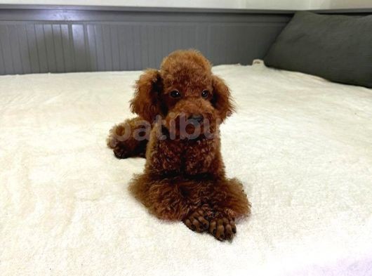 Aci̇l Red Brown Erkek Toy Poodle görsel