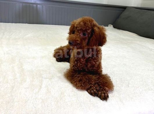 Aci̇l Red Brown Erkek Toy Poodle görsel