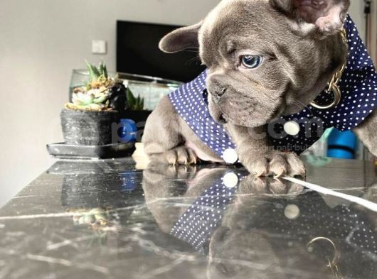 Egzotik Bluefrench görsel