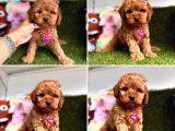 Wc eğitimli maltipoo