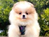 Mükemmel Pomeranian Boo Yavrular