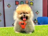 Mükemmel Pomeranian Boo Yavrular