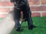 Pug Yavrularimiz Krem Si̇yah