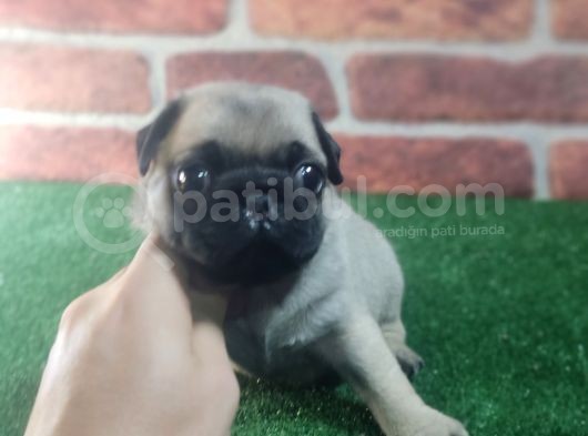 PUG YAVRULARIMIZ KREM SİYAH